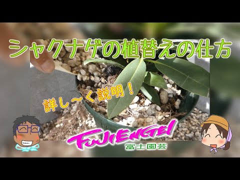 園芸 ツツジとシャクナゲを鉢植えで育てています