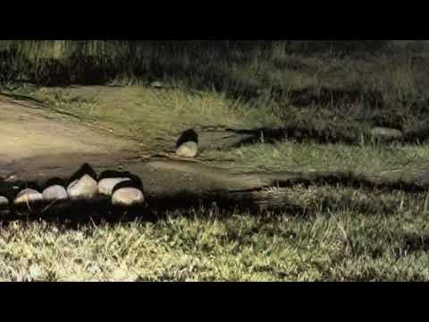 Djuma: Hippo - 00:08 - 06/21/18