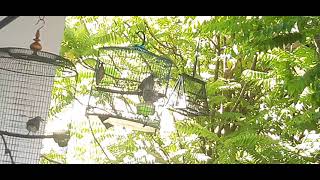 Download lagu Merbah lekir papaArm2021.julai mp3 Download lagu Merbah lekir papaArm2021.julai mp3