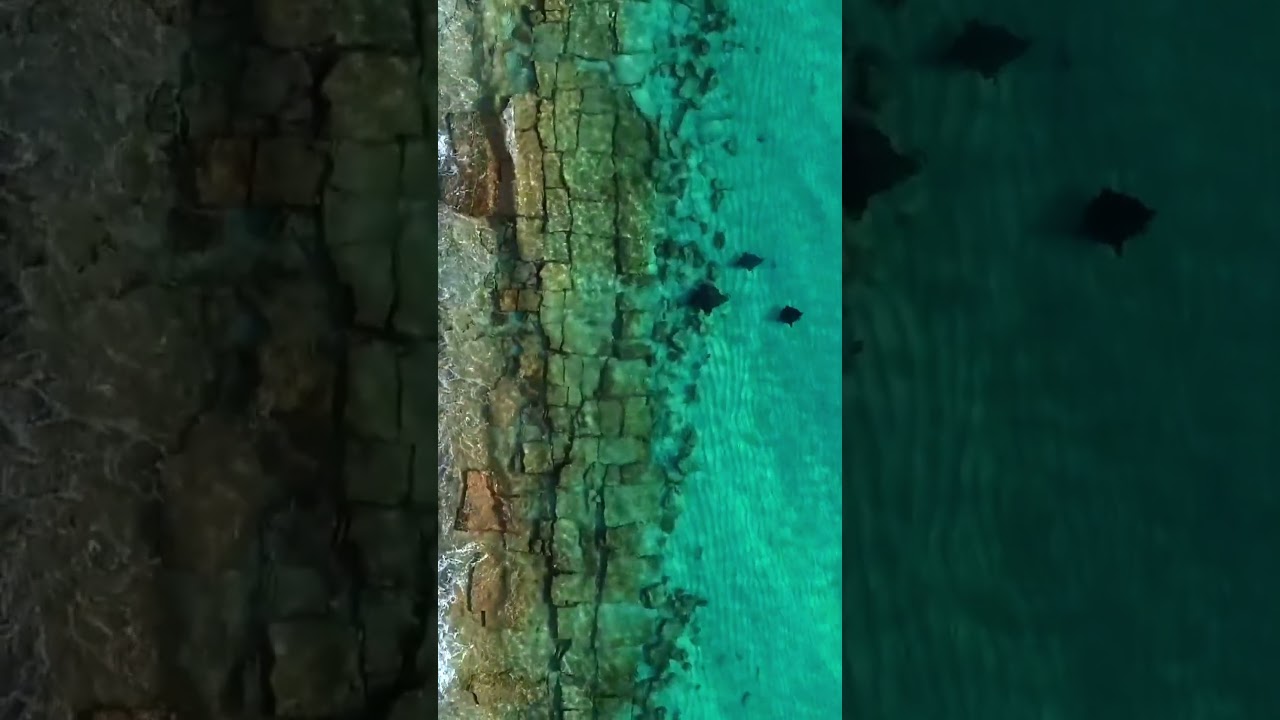 Coastal Cruising Eagle Rays