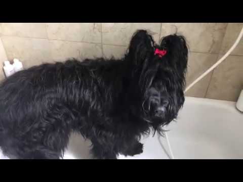 How to Bathe a Briard in 13 Easy Steps