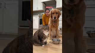 Download lagu Owner Believed the Cat mp3 Download lagu Owner Believed the Cat mp3