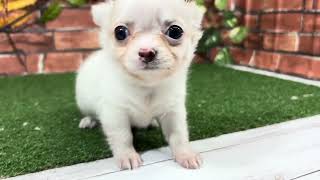 チワワ(ロング)の動画01