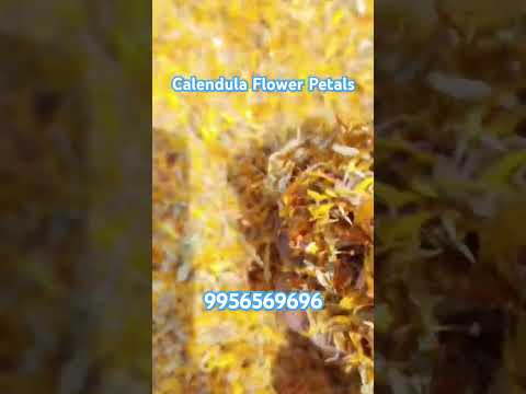 Calendula Flower Petals Stock Available at Nimesh Herbs. #calendulaflowerpetal #calendula#9956569696