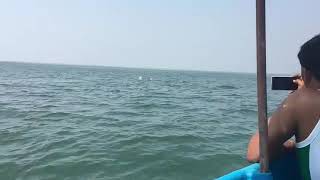 Dolphin Watching in Goa | Dolphin Show by Boat