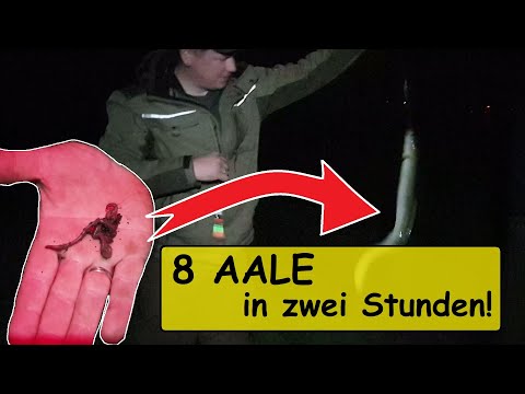 Heftige AALNacht! / Acht AALE in zwei Stunden [Nachtschicht Folge 2]