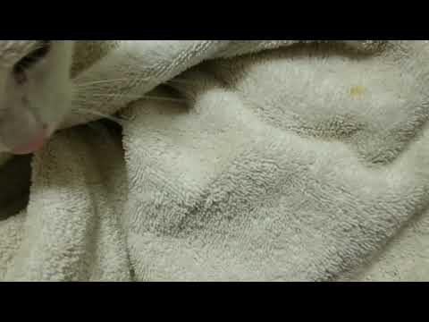 How to wash a cats dirty paws that are afraid of water. - YouTube