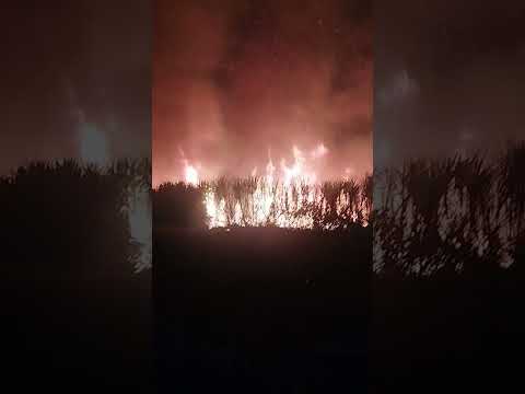 MAIS UMA QUEIMA DE CANA, USINA PORTO RICO CAMPO ALEGRE ALAGOAS.