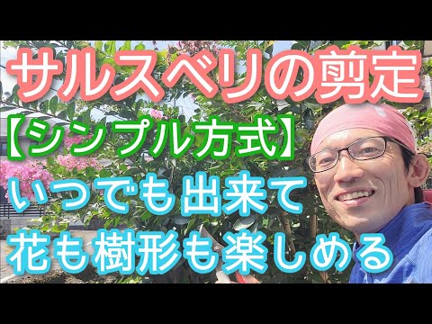 ヘザーの剪定時期はいつ？この素晴らしい多年生植物のあらゆるニーズを網羅した完全ガイド  庭園