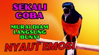 Download lagu Pancingan PAGI-PAGI AGAR MURAI GACOR❗sekali coba murai DIAM langsung bunyi mp3
