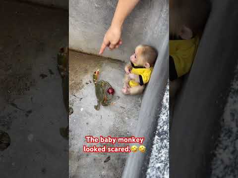 The baby monkey looked scared.#monkey #cute #babymonkey