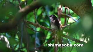 サンコウチョウの子育て(動画あり)