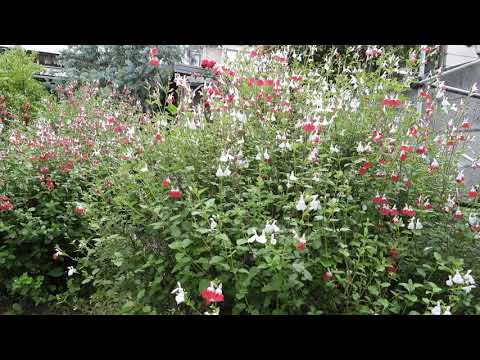 園芸 セージ by グラハム・ホット・リップス