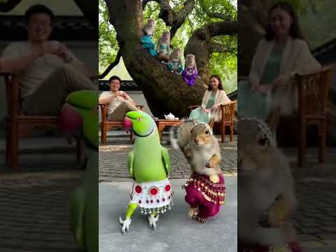 The ultimate dance-off! 🐿️🔥🦜#bellydance #dancingparrot #squirreldance
