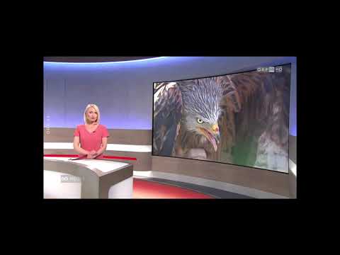 Rotmilan in Oberösterreich verschwunden ORF 16.04.2023