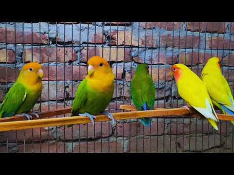 2 Hours Lovebird Sounds -Lovebird Singing and Chirping Song - Sweet Sleep