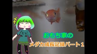 おもちさん家のメダカ成長記録帳ｐ１