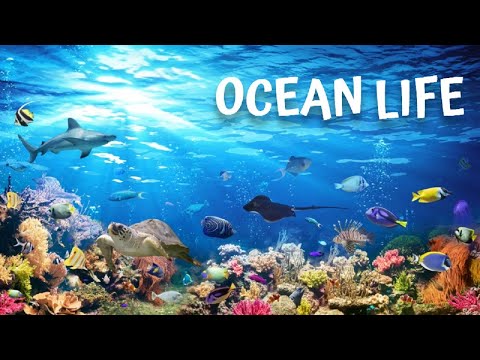 , title : 'Ocean Life. Documentary: Unveiling the Mysteries Beneath the Waves'