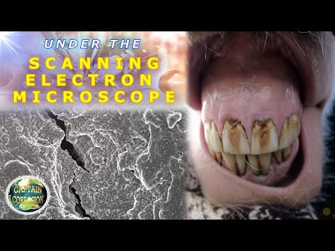 Horse Tooth Under the Scanning Electron Microscope | Captain Corrosion