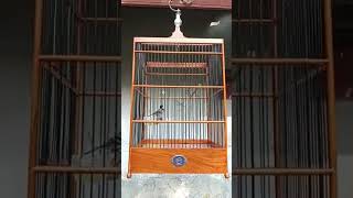 Download lagu Gelatik batu isian kenari mp3