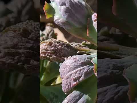 🌵 Echeveria Línguas, de S☀️L pleno maravilhosa suculenta de fácil cultivo.@filhinhasverdes