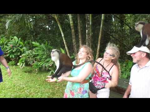 Feeding Monkeys in Grenada