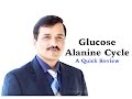Glucose Alanine Cycle