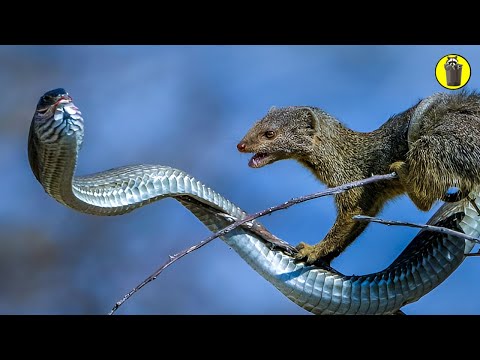 20 Times Snakes Messed With The Wrong Opponent!