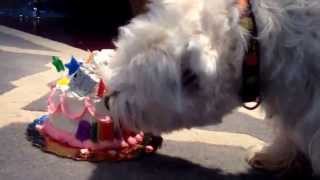 Boo-Boo's Birthday 1