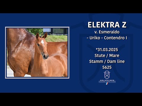 Holsteiner Elite-Fohlenauktion 2025 in Elmshorn | Nr. 32 v. Esmeraldo - Uriko