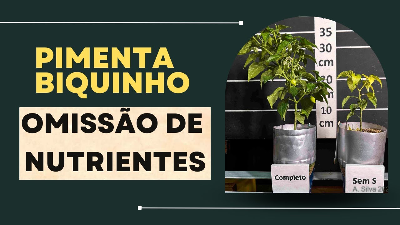 Pimenta Biquinho - Omissão de Nutrientes