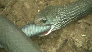 preview picture of video 'Snake Eats Another Snake'