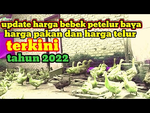 , title : 'Update harga bebek petelur baya harga pakan dan harga telur terkini tahun2022.'