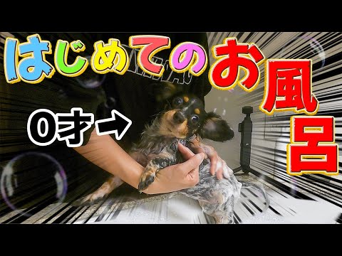 ｻﾁｺ初めてのお風呂で初心者同士共に大パニックwwww