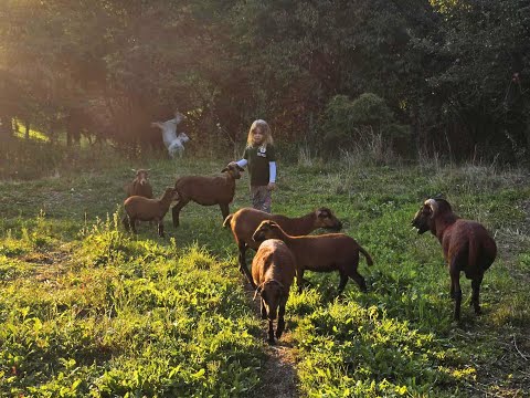 Zvířata přišla o život – my o kus srdce. Podpořte záchranu farmy po útoku psů.