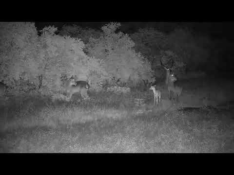 Djuma: Waterbucks in the rain - 19:18 - 12/31/21
