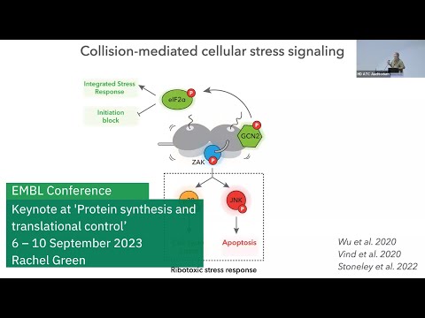 EMBL keynote lecture: The colliding ribosome as a hub for translational regulation...
