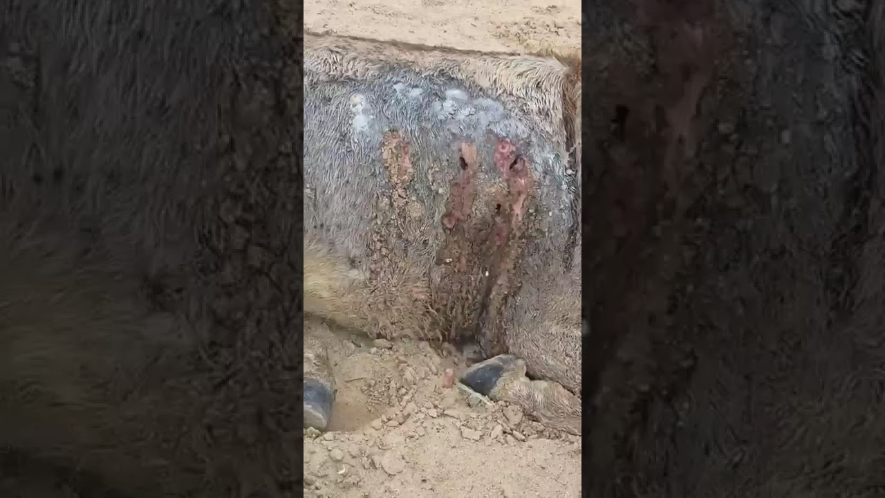 Polly video