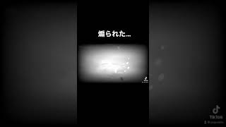 レア魚を釣ろうとしたら…#あつもり #あつまれどうぶつの森 #どうぶつの森