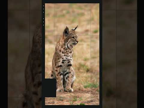 5 Fun facts about Bobcats for kids.