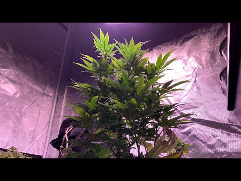 Garden Update!! Week 3 of flower for bag seed