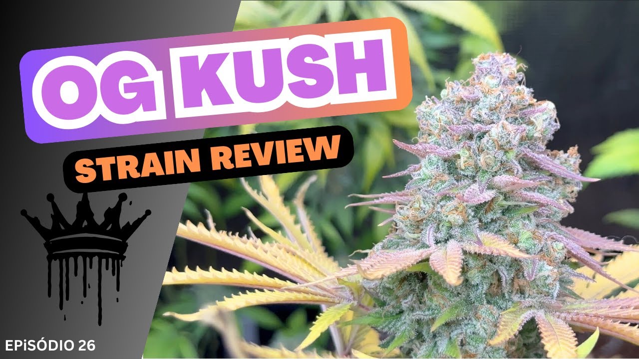OG Kush - CANNABIS Strain REVIEW (Português)
