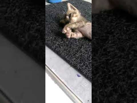 baby kitty #cat #cats #cutepets #cutecat #sweetie