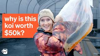 Going to America's largest koi farm to uncover the "luxury fish" marke