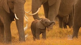 Love Is a Song, from Bambi - The Tabernacle Choir