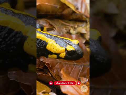 Wo sind Frösche und Kröten im Winter? Amphibien-Überwinterung im Naturgarten
