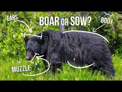 How to Field Judge a Black Bear | Tips from Randy Newberg