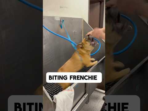 The Biting Bulldog #frenchie #frenchbulldog #frenchies #dogbath #tutorial