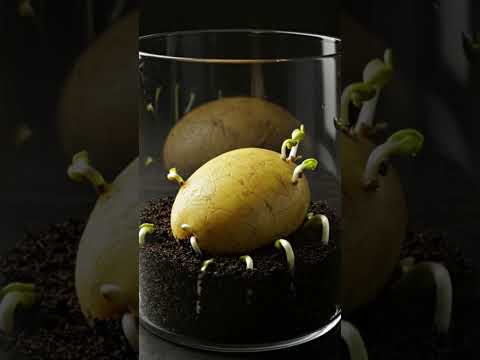 How a Potato Grows — Realistic Time-Lapse in Soil 🌱