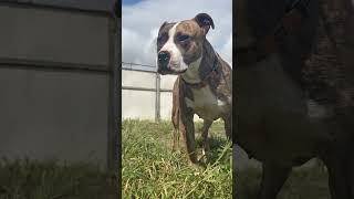 Video preview image #1 Staffordshire Bull Terrier-Unknown Mix Puppy For Sale in Chico, CA, USA
